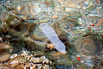 Discarded condom floating on the coast of Mykonos Island. These may be mistaken for jellyfish by sea turtles. Mykonos island, Cyclades, Aegean Sea, Mediterranean, Greece, August 2007.