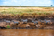 Group of five Grant's zebra (Equus quagga boehmi) stranded on the steep bank of the Mara River  Masai Mara National Reserve, Rift Valley Province, Kenya, East Africa, August 2012.