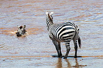 Grant's zebra (Equus quagga boehmi) on the bank or shore of the Mara River watching another Zebra crossing the Mara River during migration. Masai Mara National Reserve, Rift Valley Province, Kenya, Ea...