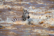 Grant's zebra (Equus quagga boehmi) caught in a rapid section of the Mara River. Masai Mara National Reserve, Rift Valley Province, Kenya, East Africa, August 2012.
