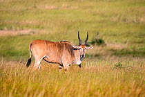 Eland (Taurotragus oryx). Masai Mara National Reserve, Rift Valley Province, Kenya, East Africa, August.