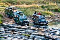 Three safari vehicles with tourists following female Leopard (Panthera pardus) at dawn as she returns home after her night hunt. The cars are driving close to animal and stressing the animal. Masai Ma...