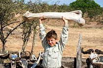 Young boy lifting bone from a dead animal. Masai Mara National Reserve, Kenya, Africa, August 2012. Model released.