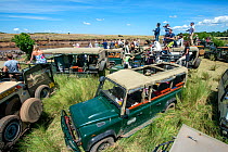 Congestion of tourist safari cars, at crossing spots along the Mara River during the great migration season. Masai Mara National Reserve, Kenya, Africa, August 2012