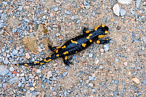 Fire salamander (Salamandra salamandra) Dadia National Forest, Evros Region, East Macedonia, Greece, Mediterranean, October 2011.