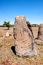 Megaliths with engraved figures (sword), megalithic stelae field, Tiya archaeological site UNESCO World Heritage Site, Soddo Region, Ethiopia. February 2009.