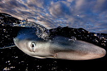 A Blue shark (Prionace glauca) just below the surface, with nictitating membrane partially shut to protect its eye, Hauraki Gulf, Auckland, New Zealand, June.