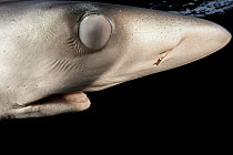 Blue shark (Prionace glauca) with mouth open and nictitating membrane almost completely shut to protect its eye, Hauraki Gulf, Auckland, New Zealand, June.