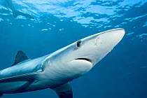 Blue shark (Prionace glauca) viewed from below, off the coast of Hawke's Bay, New Zealand, February.