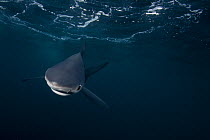Blue shark (Prionace glauca) just below the surface, Hauraki Gulf, Auckland, New Zealand, June.