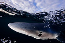Blue shark (Prionace glauca) just below surface, Hauraki Gulf, Auckland, New Zealand, June.
