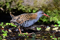 Water rail (Rallus aquaticus) bird in breeding plumage, Dorset, UK, April.