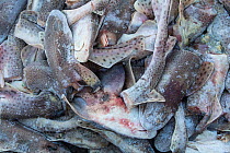 Frozen fish bait, Small-spotted catshark (Scyliorhinus canicula)