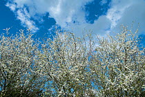 Blackthorn (Prunus spinosa) flowers in spring, England, UK, May.