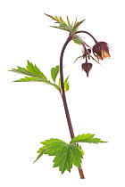 Water avens (Geum rivale) on white background.
