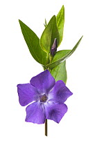 Dwarf periwinkle (Vinca minor) flower, on white background.