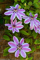 Clematis, Nelly Moser, cultivated plant.