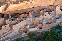 Cliffs Palace, a village built against the soft sandstone rock face by ancestral Pueblo Indians between 1190 and 1260 , Mesa Verde National Park, Colorado USA