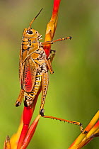 Southern lubber grasshopper, (Romalea microptera) adult on plant, Southwest Florida, USA, April.