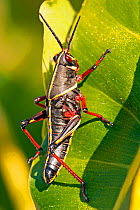 Southern lubber grasshopper, (Romalea microptera) nymph on leaf, Southwest Florida, USA, April.