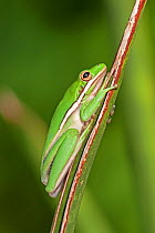 Green treefrog (Hyla cinerea) on stalk, Naples Botanical Gardens, Florida, USA, August.