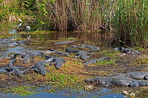 American alligators (Alligator mississippiensis) basking, Royal Palm, Everglades National Park, Florida, USA. March.