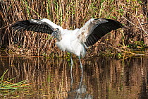 Wood stork (Mycteria americana) bathing in wetland, Everglades National Park, Florida, USA. March.