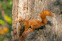 Western fox squirrel (Sciurus niger) on tree trunk gathering acorns,  Custer State Park, South Dakota, USA. September 2013.
