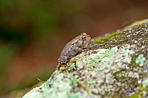 Oak toad (Bufo quercicus) on a rock, O'Leno State Park, High Springs, Florida, USA. October.