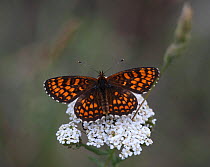 Heath fritillary butterfly (Mellicta athalis) feeding from Yarrow flower (Achillea millefolium) Hungary, June.