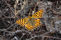 Queen of Spain fritillary (Issoria lathonia) at rest on plant, Hungary June.