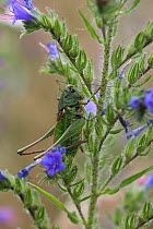 Wartbiter cricket (Decticus verructivorus) male at rest on Vipers bugloss (Echium vulgare) Hungary, June.