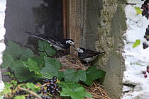 Pied wagtail (Motacilla alba yarellii) pair with food for chicks on nest in barn windowsill, Carmarthenshire, Wales, UK, July.