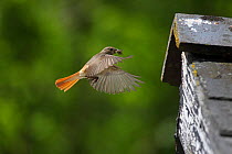 Redstart (Phoenicurusu phoenicurus) female flying to nest in barn eaves with fly prey, Carmarthenshire, Wales, June.
