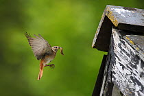 Redstart (Phoenicurus phoenicurus) female flying to nest in barn eaves with caterpillar prey, Carmarthenshire, Wales, June.