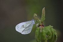 Wood white (Leptida sinapsis) female at rest on oak leaf, Hungary,  May.