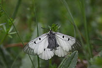 Clouded apollo butterfly  (Parnassius mnemosyne) at rest with wings open, Hungary, May.