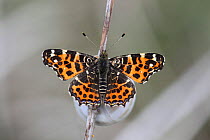 Map butterfly (Arashnia levana) at rest, Hungary, May.