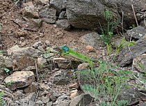 Green lizard (Lacerta viridis) pair on rocks during courtship, Hungary May.