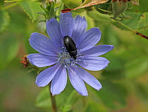 Darkling beetle (Tenebrio sp) feeding on Chicory flower (Cichorium intybus) Hungary, June.