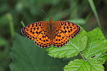 Marbled fritillary (Brenthis daphne) at rest on bramble leaf, Hungary, June.