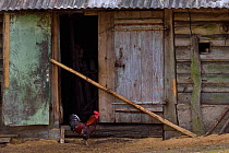 Rooster (Gallus domesticus) in barn, Musteika Village, Lithuania, May 2015.