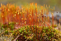 Fire moss (Ceratodon purpureus) sporangia, Lithuania, May.