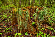 Tree trunk in old mixed conifer and broadleaf forest, Punia Forest Reserve, Lithuania, May 2015.