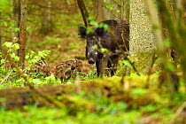 Wild boar (Sus scrofa) with young piglets, in old mixed conifer and broadleaf forest, Punia Forest Reserve,  Lithuania, May.