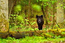 Wild boar (Sus scrofa) in old mixed conifer and broadleaf forest, Punia Forest Reserve,  Lithuania, May.