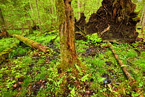 Moss covered tree trunks, and fallen trees in old mixed conifer and broadleaf forest, Punia Forest Reserve, Lithuania, May.
