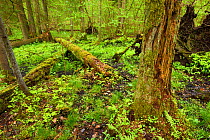 Moss covered tree trunks, and fallen trees in old mixed conifer and broadleaf forest, Punia Forest Reserve, Lithuania, May.
