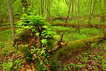 Fallen tree covered in moss and ferns, in old mixed conifer and broadleaf forest, Punia Forest Reserve, Lithuania, May.