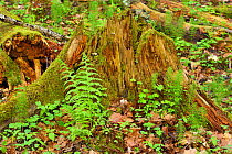 Tree trunk covered in moss and ferns, in old mixed conifer and broadleaf forest, Punia Forest Reserve, Lithuania, May.